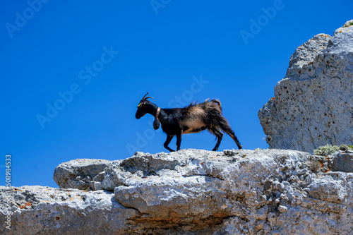 Black domestic goat in Greece © Emilian