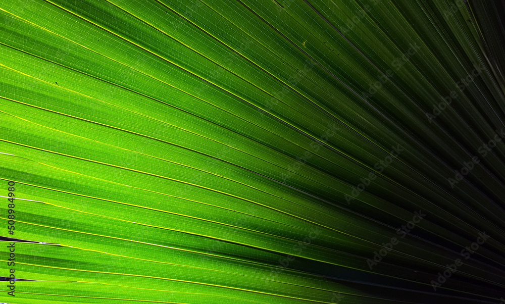 Fototapeta premium light & shadow of sugar palm leaves texture