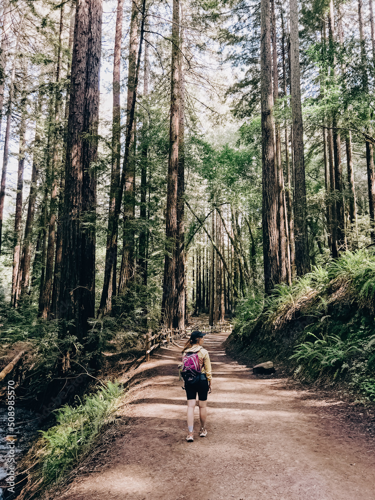 Woman walking on the hiking trail through the redwood trees