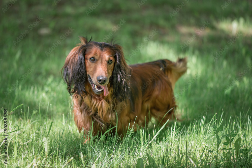 Portrait of a beautiful thoroughbred long-haired dachshund in a summer park.