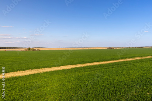 agricultural field where green unripe wheat grows © rsooll