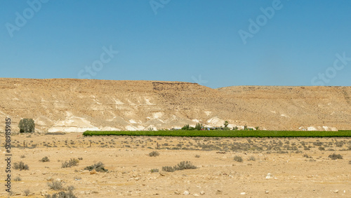 Oasis of green in the Negev Desert. large vineyard in the desert in Israel
 photo