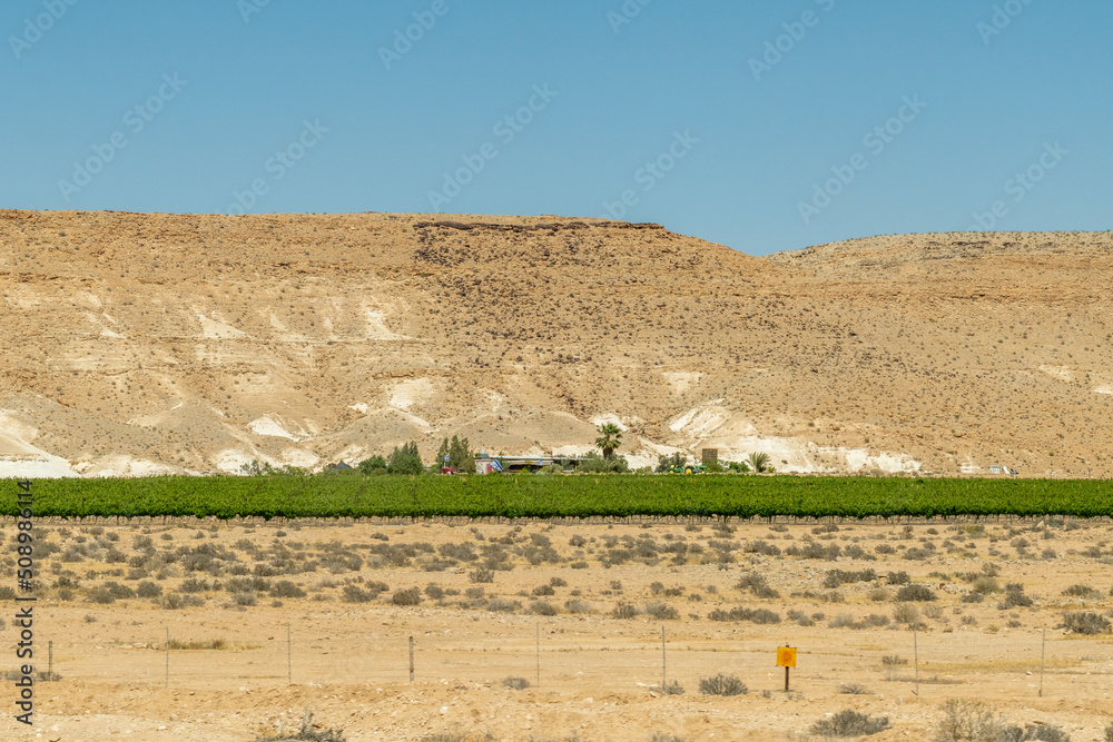 Oasis of green in the Negev Desert. large vineyard in the desert in Israel
 - obrazy, fototapety, plakaty 