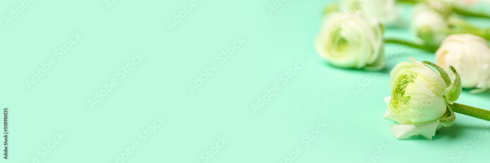 Fototapeta premium Beautiful ranunculus flowers on turquoise background with space for text, closeup