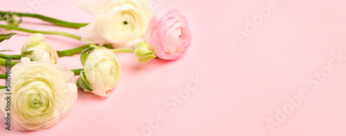 Beautiful ranunculus flowers on pink background with space for text