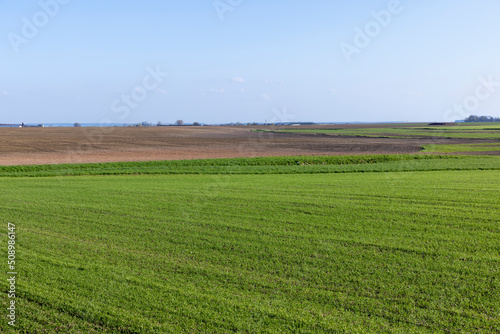 agricultural field where green unripe wheat grows