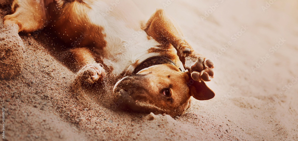 Funny joyful ginger dog of the bull terrier breed is playing with sand on the beach. Cute pet.