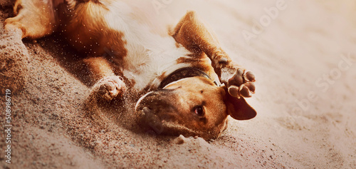 Print op canvas Funny joyful ginger dog of the bull terrier breed is playing with sand on the beach