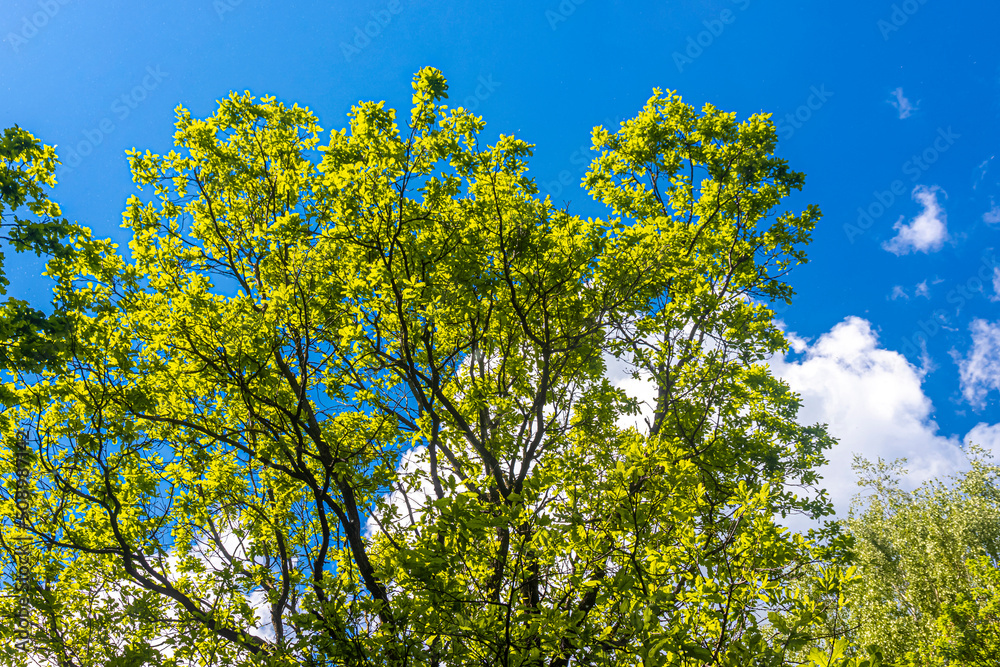 Oak branches with green foliage against a blue sky Oak branches with green foliage against a blue sky