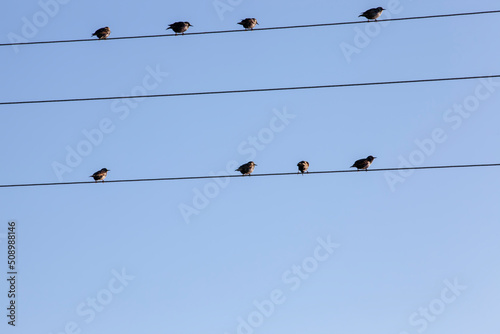 wild birds sit on electric wires while resting