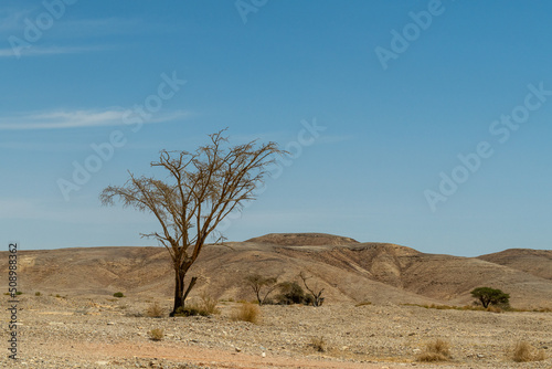 Acacia tortilis tree in the beautiful Negev Desert in southern Israel 
