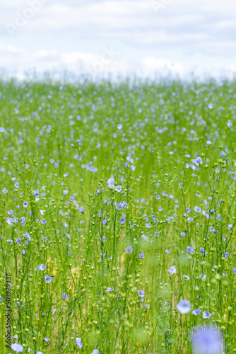 flax blooming with blue flowers in the summer in cloudy weather