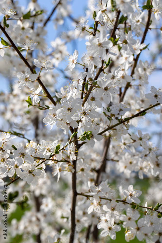 blooming in the springtime of the year fruit trees in the garden