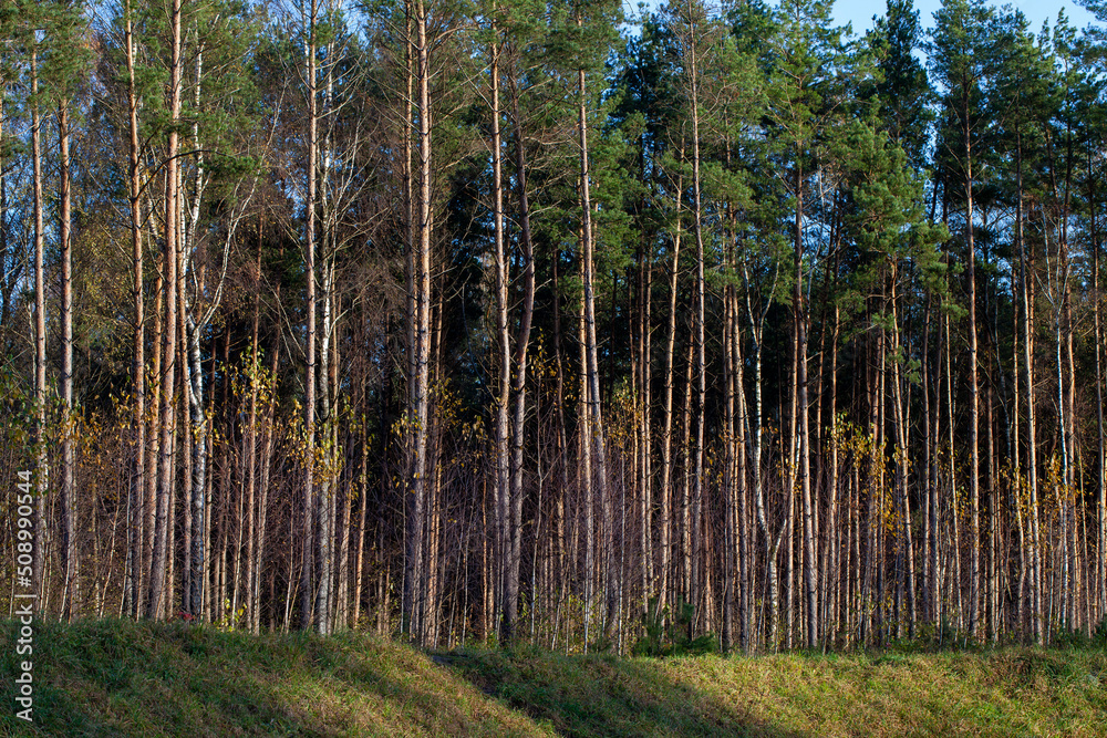 simple pine trees growing in the forest in the summer simple pine trees growing in the forest in the summer