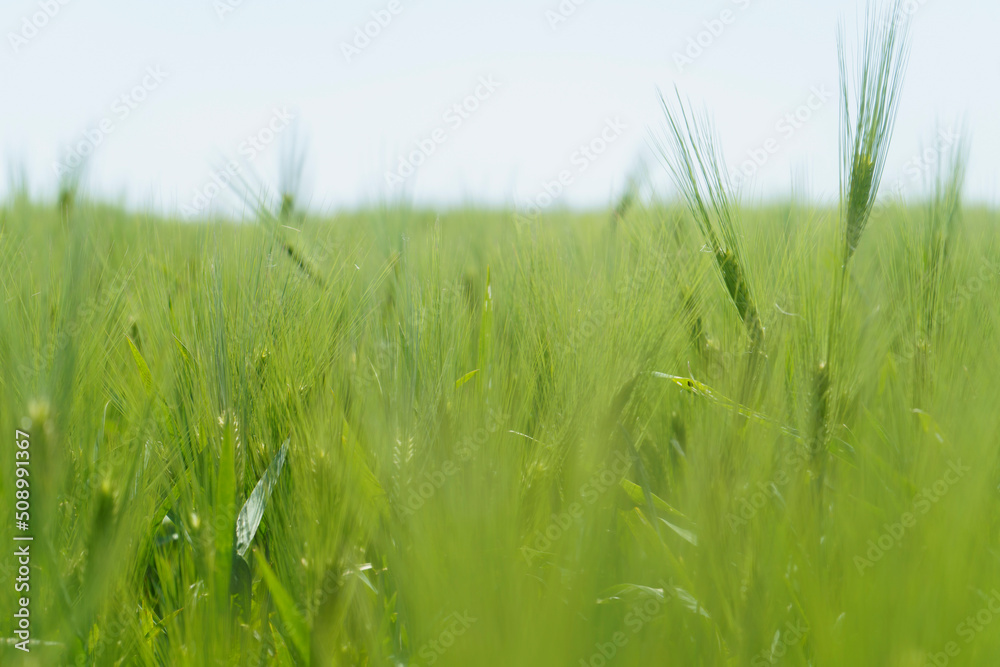Wheat field, close up, selective focus. Agricultural scene in Russia. Cereal plantation. Wheat field, close up, selective focus. Agricultural scene in Russia. Cereal plantation.