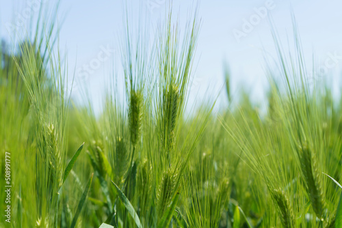 Wheat field, close up, selective focus. Agricultural scene in Russia. Cereal plantation.
