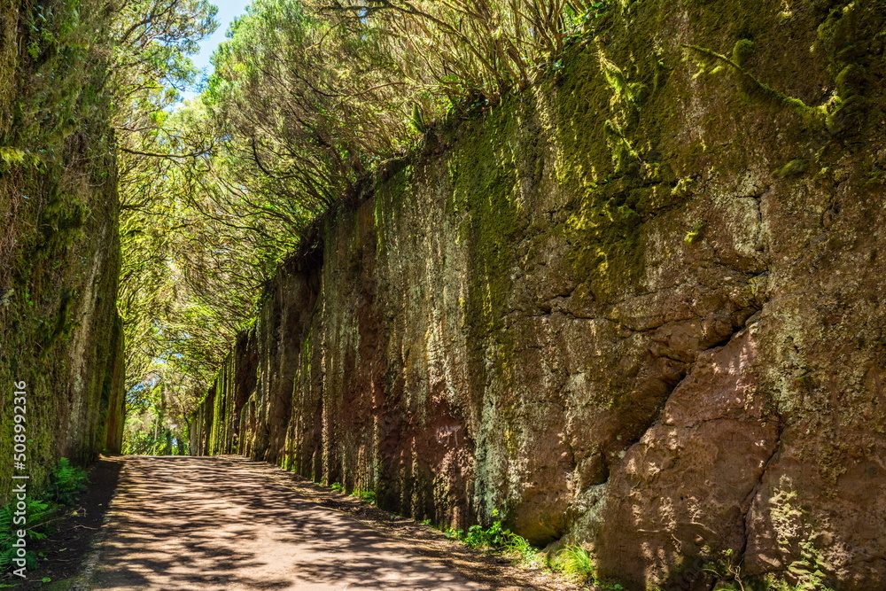 Unusual tree branches form arche over narrow passage between rocks in the Anaga Rural Park. Camino viejo al Pico del Inglés. Tenerife Island. Unusual tree branches form arche over narrow passage between rocks in the Anaga Rural Park. Camino viejo al Pico del Inglés. Tenerife Island.