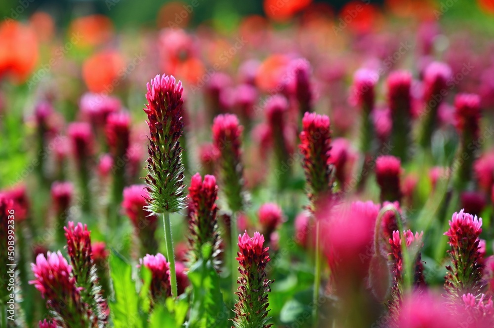 Summer nature - concept. Beautiful landscape with red poppy flowers and sunny day with blue sky. Summer nature - concept. Beautiful landscape with red poppy flowers and sunny day with blue sky.