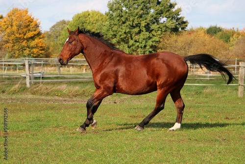 brown quarter horse is running on the paddock © Bianca