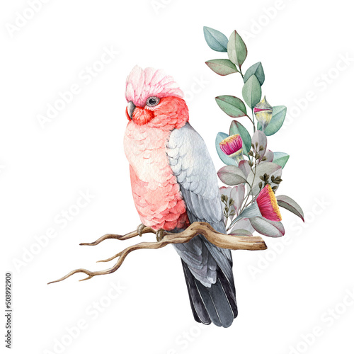 Pink and grey cockatoo watercolor illustration. Hand drawn realistic galah Australia bird. Rose-breasted cockatoo parrot with eucalyptus leaves and flowers decor. Beautiful Australian native bird photo