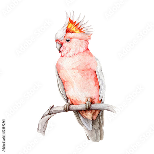 Major Mitchell's cockatoo watercolor illustration. Hand drawn realistic Australian native bird. Pink parrot on a branch. Pink cockatoo beautiful Australia wildlife bird. White background photo