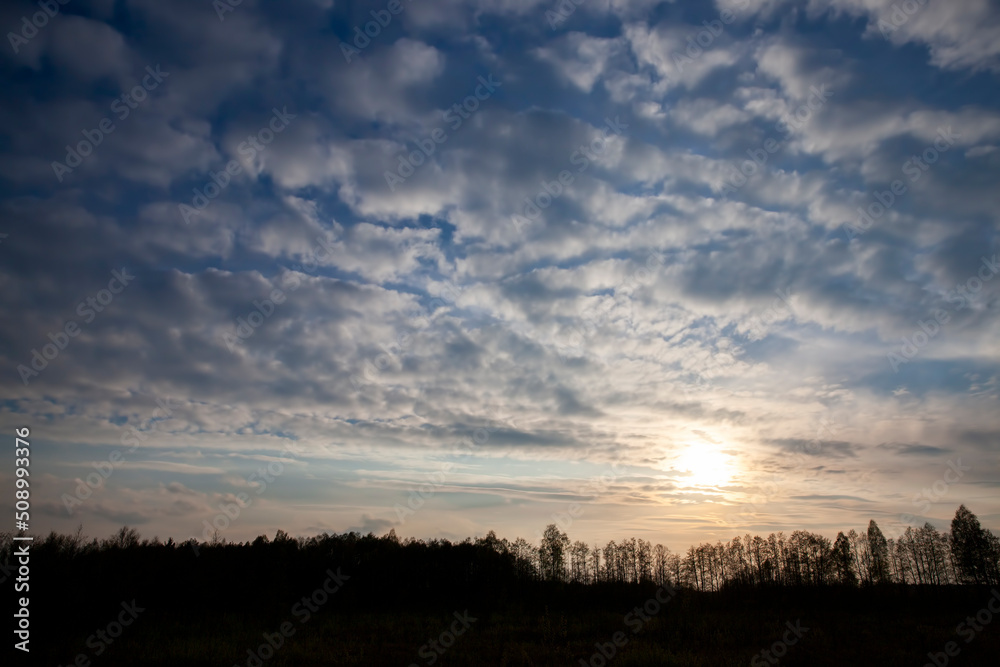 deciduous trees in the spring season with green foliage deciduous trees in the spring season with green foliage