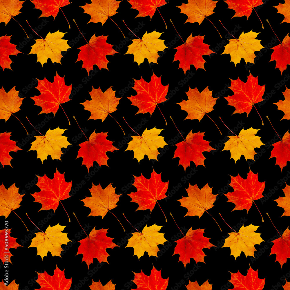 Seamless background of autumn maple leaves isolated on black. Seamless background of autumn maple leaves isolated on black.