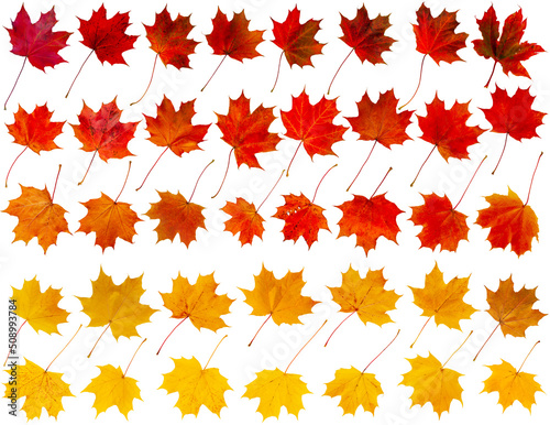 Set of autumn maple leaves in yellow, red and orange isolated on white.