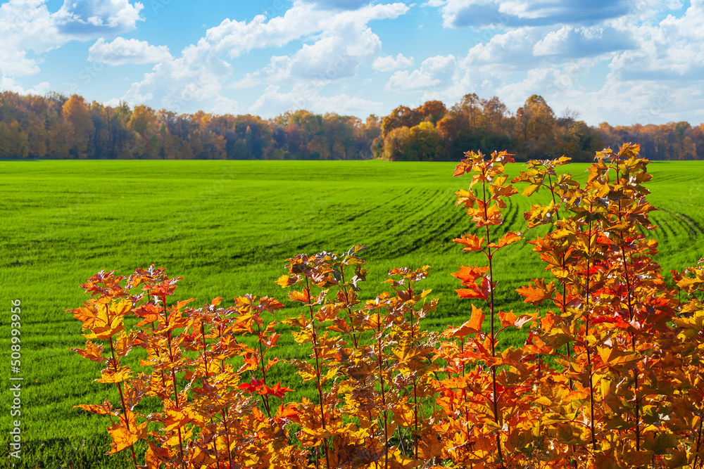Autumn maple leaves. Young maple shoots with red-yellow autumn foliage in front of a green field of winter rye, and in the distance an autumn forest, under a blue sky with clouds.