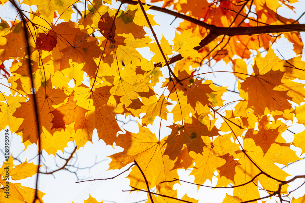 Fototapeta premium Autumn maple leaves.