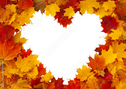 Autumn maple leaves. Cheerful heart-shaped frame of red, yellow and orange autumn maple leaves isolated on white.