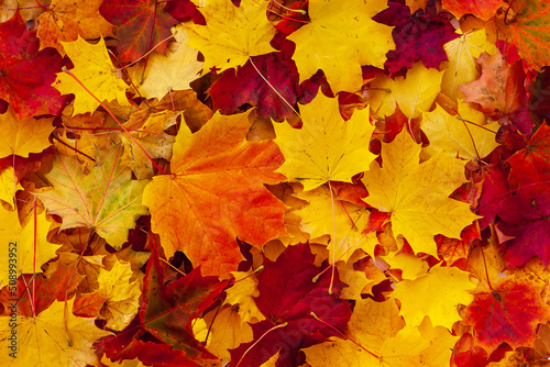 Autumn maple leaves. Beautiful bright background of red  yellow and orange autumn maple leaves.