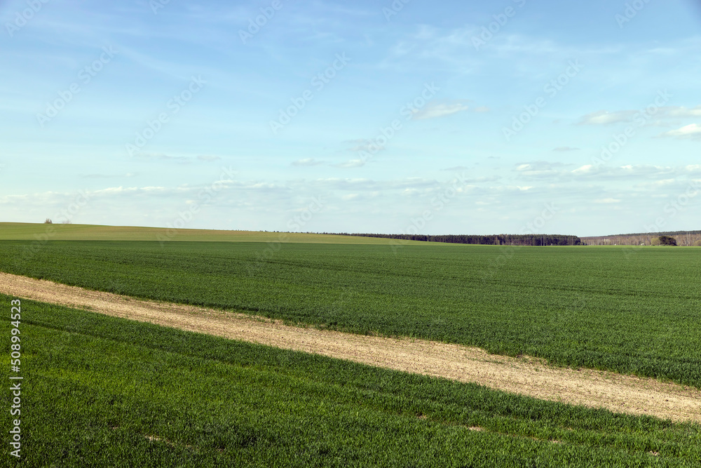 Obraz premium agricultural field where green unripe wheat grows