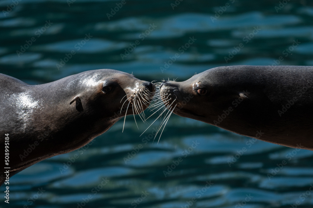Obraz premium Two California sea lion (Zalophus californianus) kissing