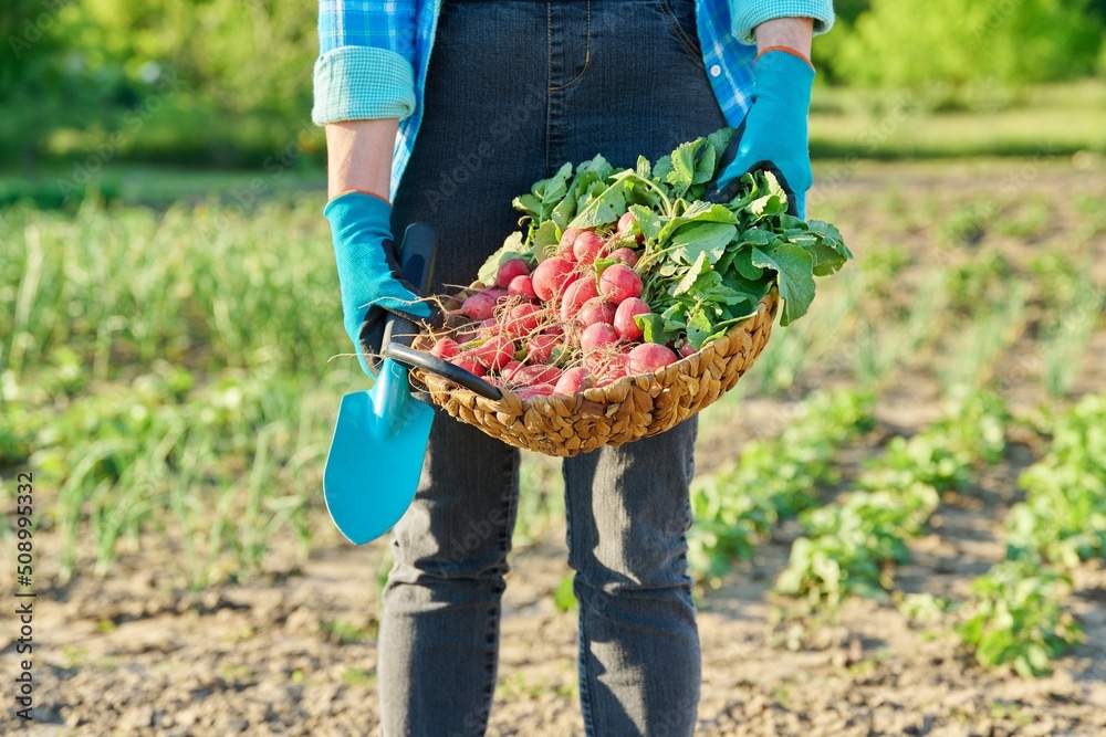 Close-up of basket with freshly picked radishes in the hands of gardener Close-up of basket with freshly picked radishes in the hands of gardener