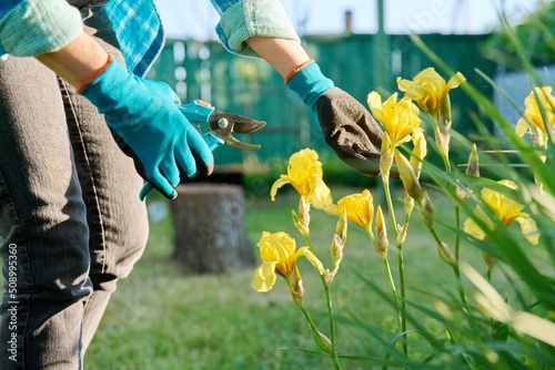 Gardeners hands in gardening gloves with pruner caring for yellow iris flowers in flower bed
