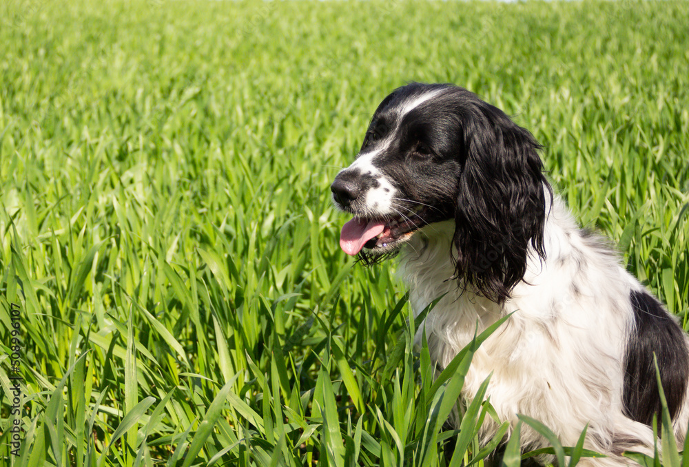 Pretty black and white spaniel dog sits in corner of shot in field of growing corn crop on a spring day.