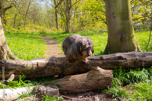 Long haired dachshund dog , stands on a fallen log debating whether she can jump down off it on her little legs a humorous happy shot in the Shropshire countryside. photo