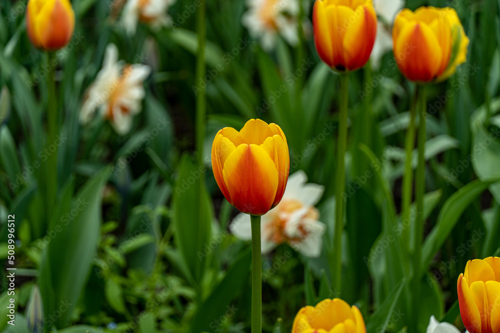 yellow and red tulips