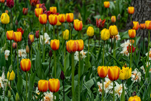 yellow and red tulips