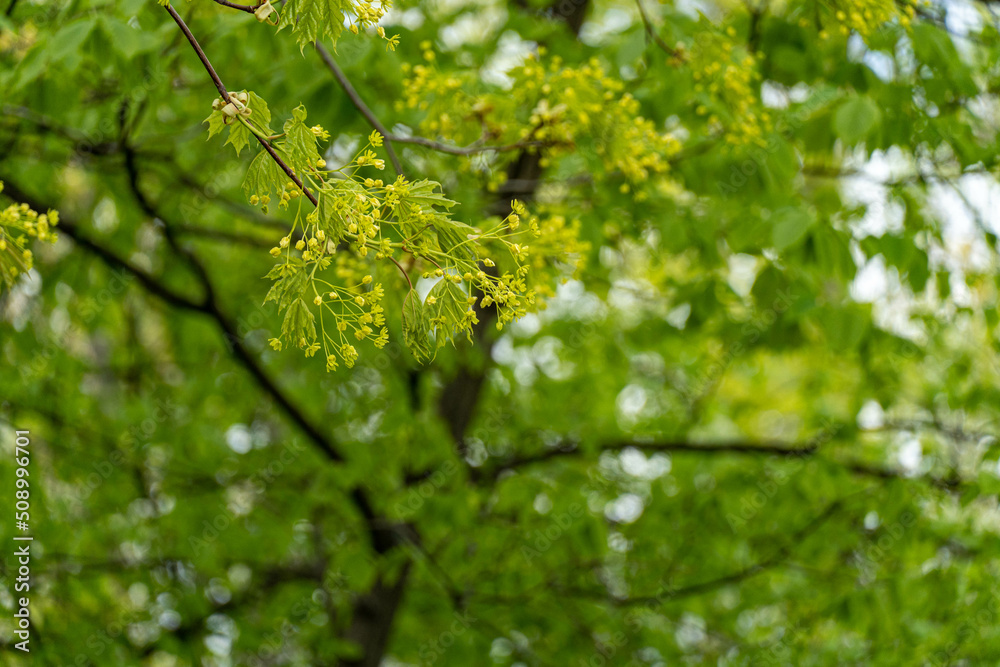 Naklejka premium green leaves in spring