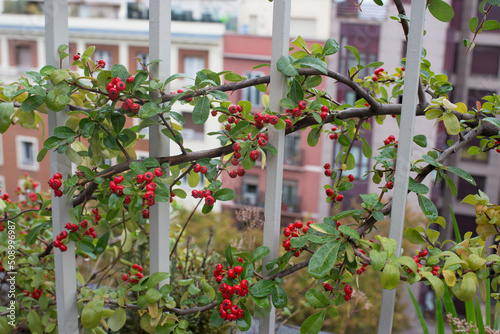 Fototapeta Naklejka Na Ścianę i Meble -  Firethorn plant with its red fruits. Terrace in the city