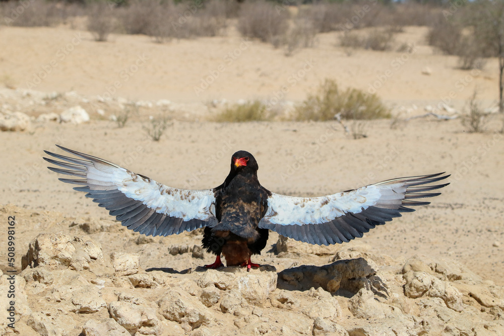Fototapeta premium Bateleur Eagle sunbathing or anting with outstretched wings, Kgalagadi, South Africa