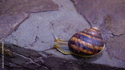 Common snail crawling on the ground