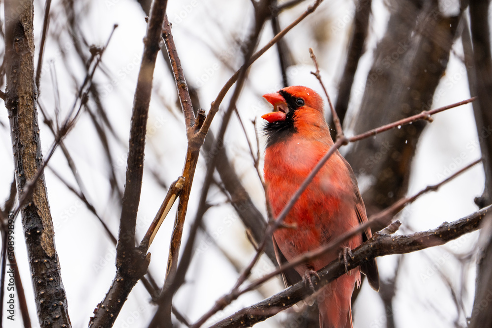 Northern Cardinal perched in a tree signing to establish its territory. Northern Cardinal perched in a tree signing to establish its territory.