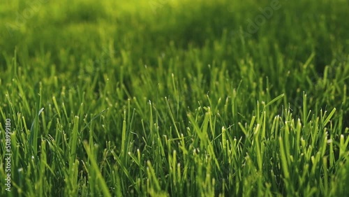 Wallpaper Mural A fresh green lawn grows near the house in summer. Torontodigital.ca