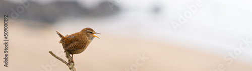 Single Wren Bird on Bracken on cliff edge silhouette with white sky and sea in background Facebook Banner Format