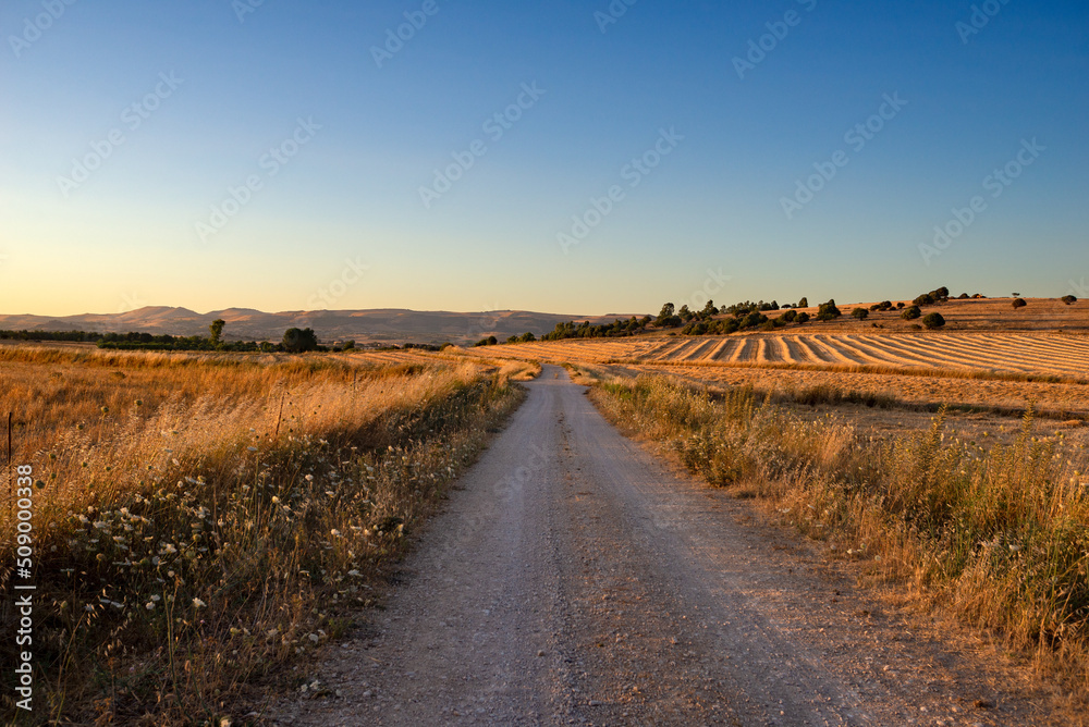 Sardegna, strada di campagna tra i campi di grano al tramonto 