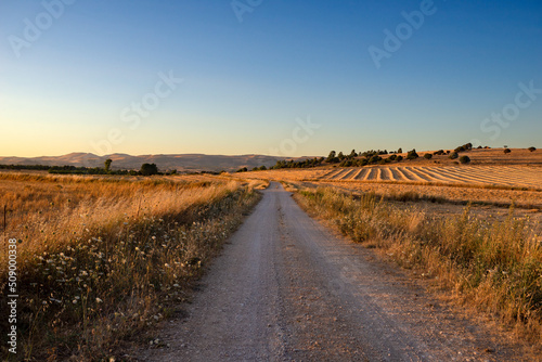 Sardegna  strada di campagna tra i campi di grano al tramonto 