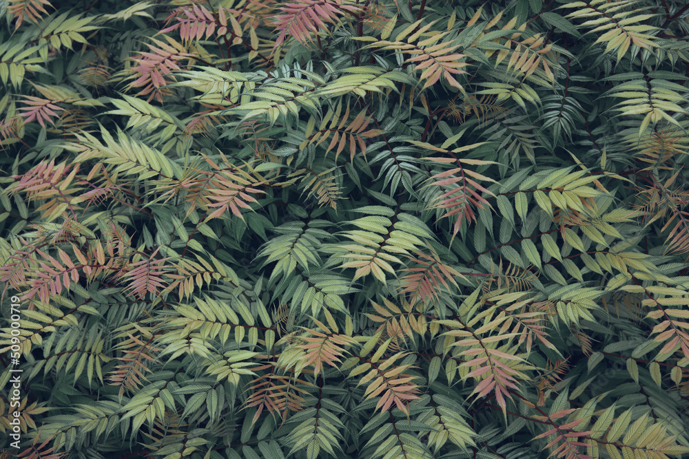 Green leaves texture background. Natural background of exotic green foliage of Sorbaria sorbifolia - latin name of False spiraea.